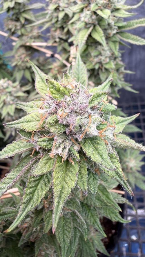 Primera fotopereodica GG4#. Week 14