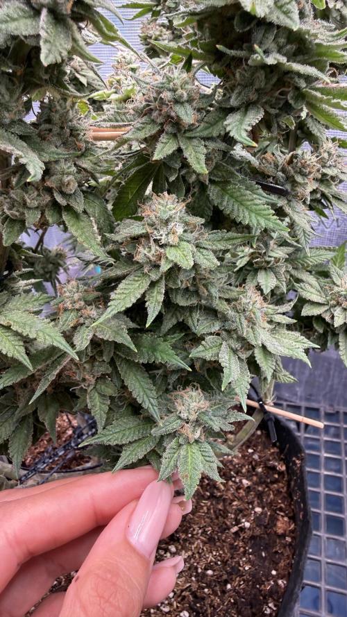 Primera fotopereodica GG4#. Week 14