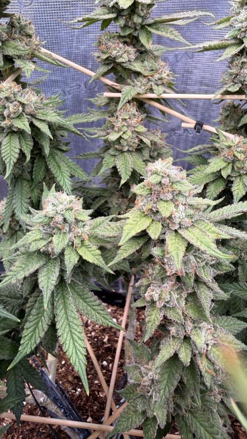 Primera fotopereodica GG4#. Week 14