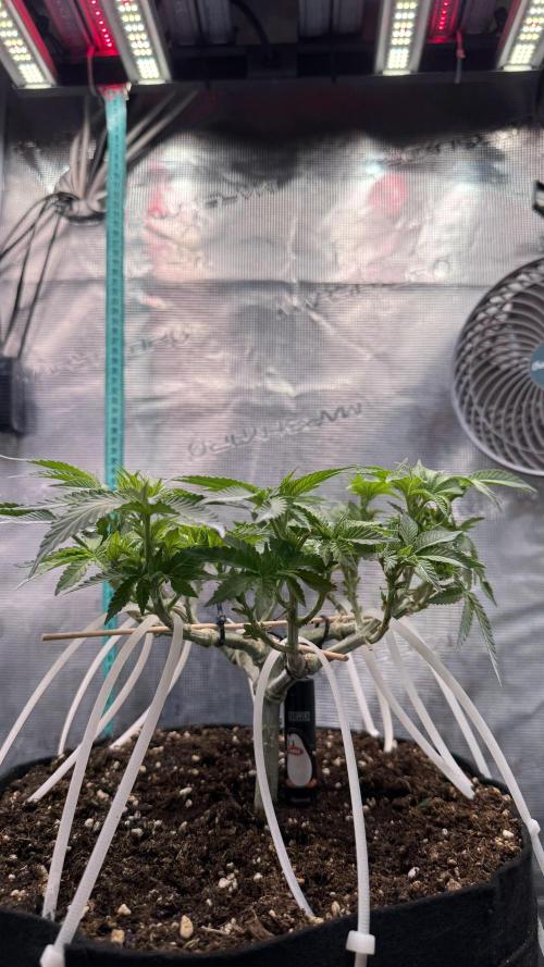 Time to experiment my theory on auto. Week 6