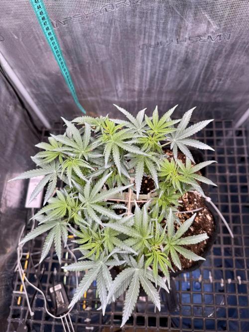 Northern lights auto Spirit Seeds. Week 6