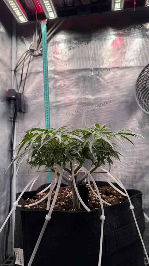 Northern lights auto Spirit Seeds. Week 6