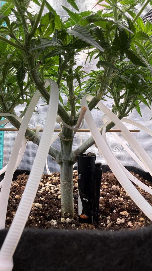 Northern lights auto Spirit Seeds. Week 6