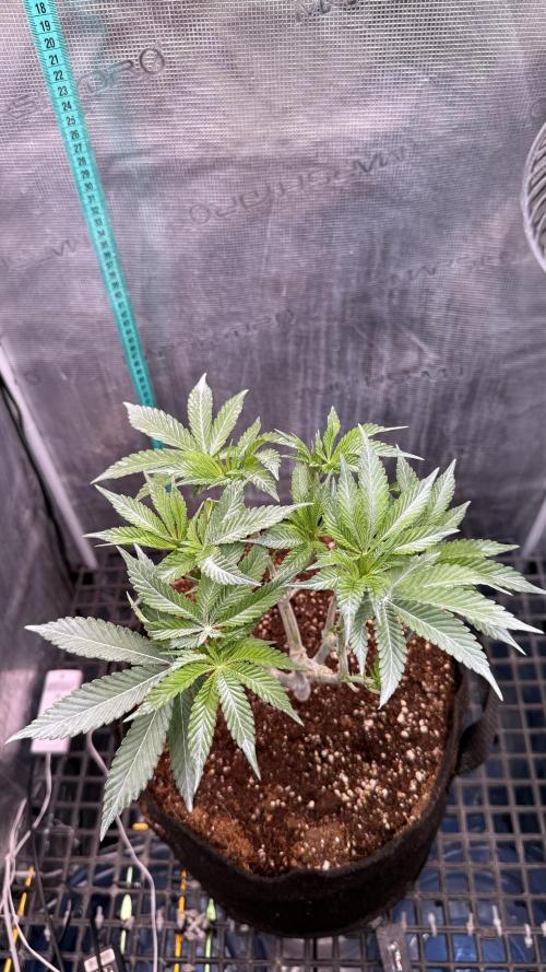 all eyes on weed. Week 7