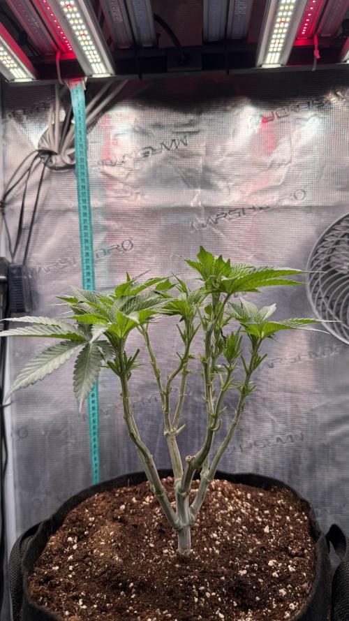 all eyes on weed. Week 7