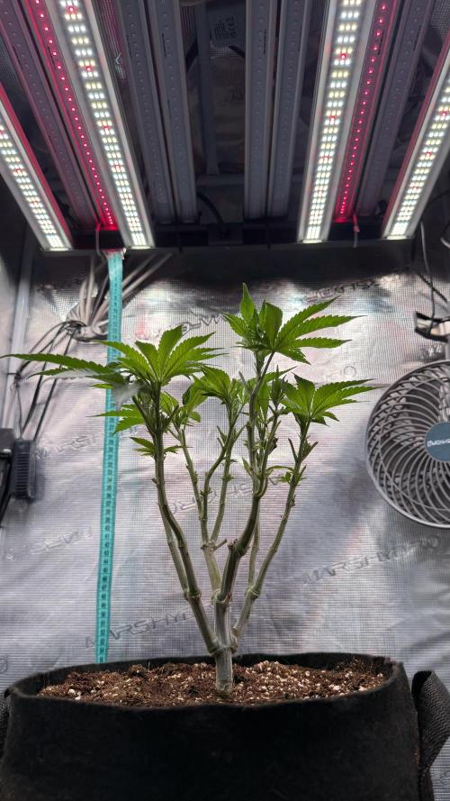 all eyes on weed. Week 7