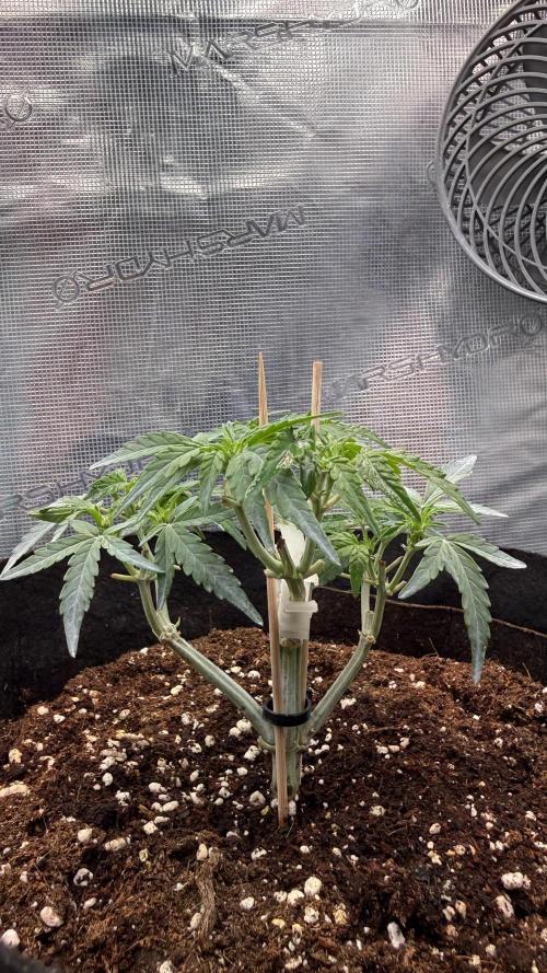 Runtz auto 2. Week 5 - co2 medicine arriving