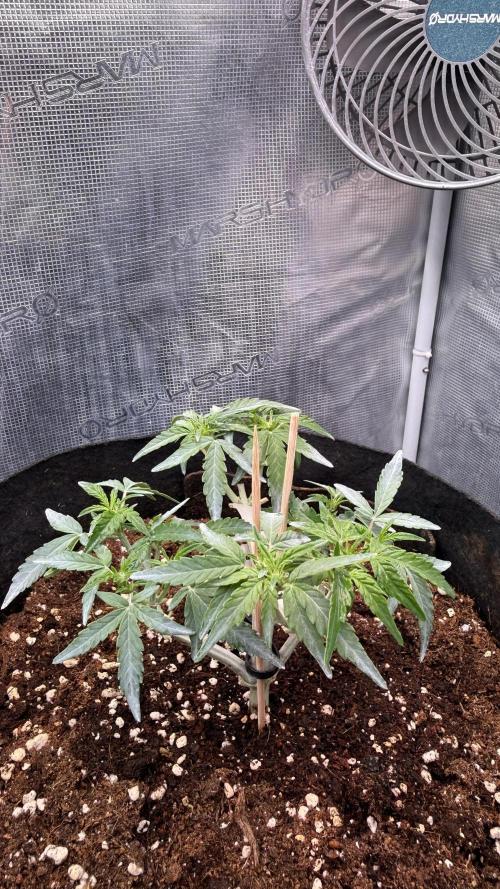 Runtz auto 2. Week 5