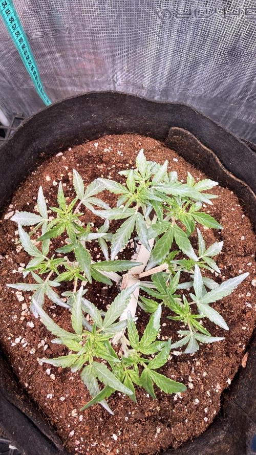 Runtz auto 2. Week 5