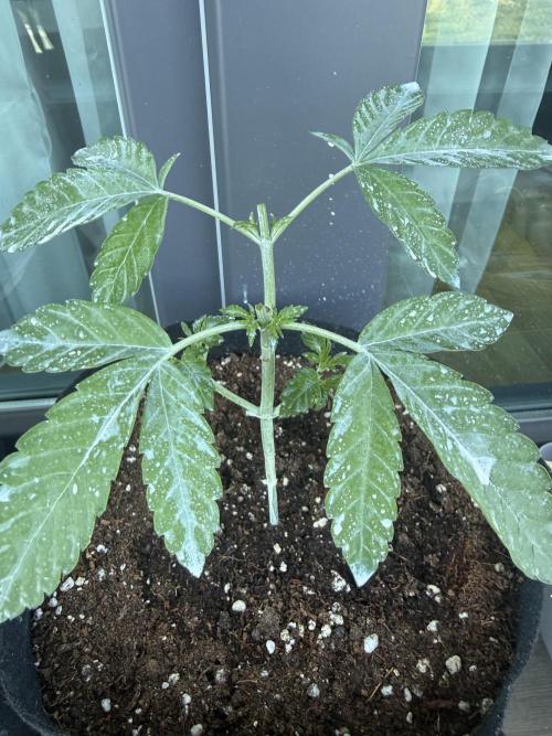 Outdoor experience GG4#. Week 4 - After second topping