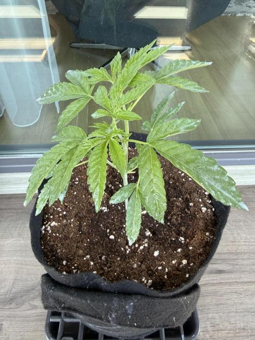 Outdoor experience GG4#. Week 4 - before toppoing
