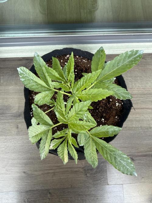 Outdoor experience GG4#. Week 4