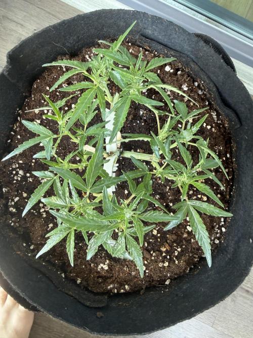 Runtz auto 2. Week 5 - pre flower stage arrived 