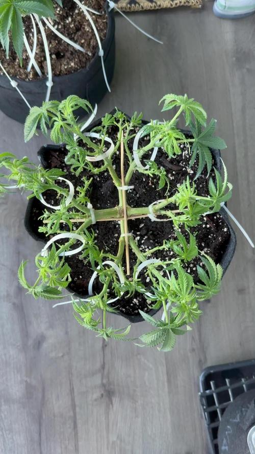 Northern lights auto Spirit Seeds