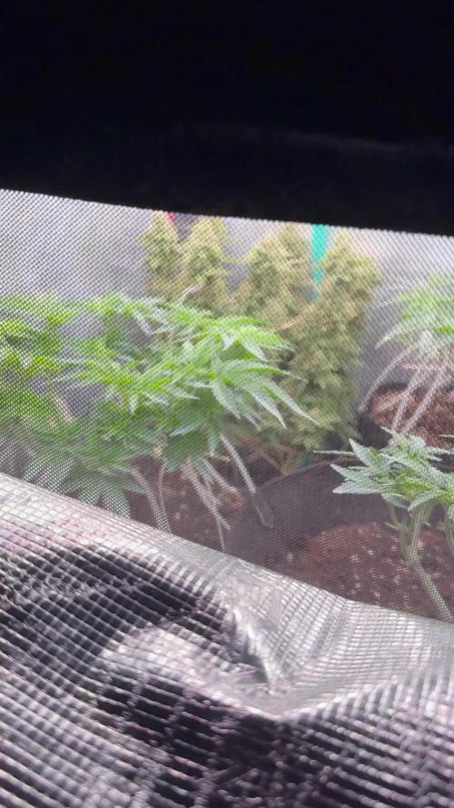 Hasse Grow Box