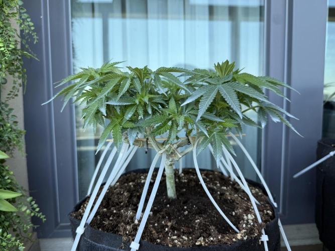 Time to experiment my theory on auto. Week 7