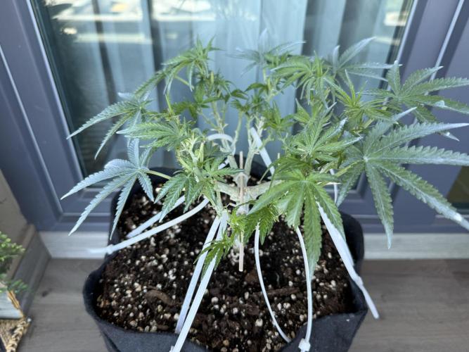 Northern lights auto Spirit Seeds. Week 7