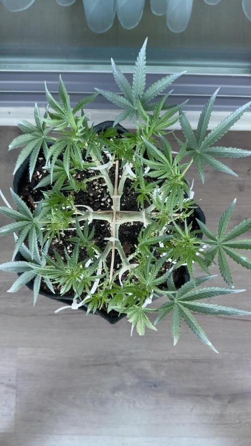 Northern lights auto Spirit Seeds