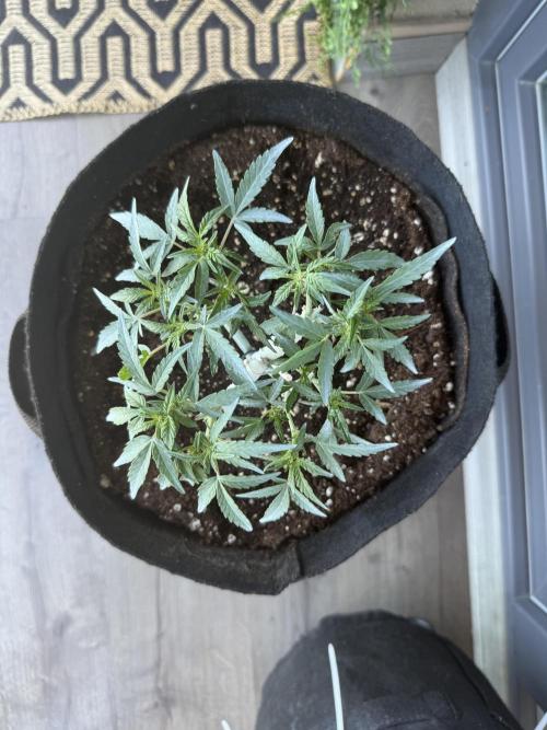 Runtz auto 2. Week 5