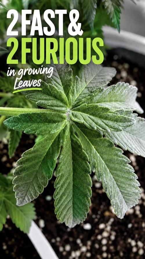 Hasse Grow Box