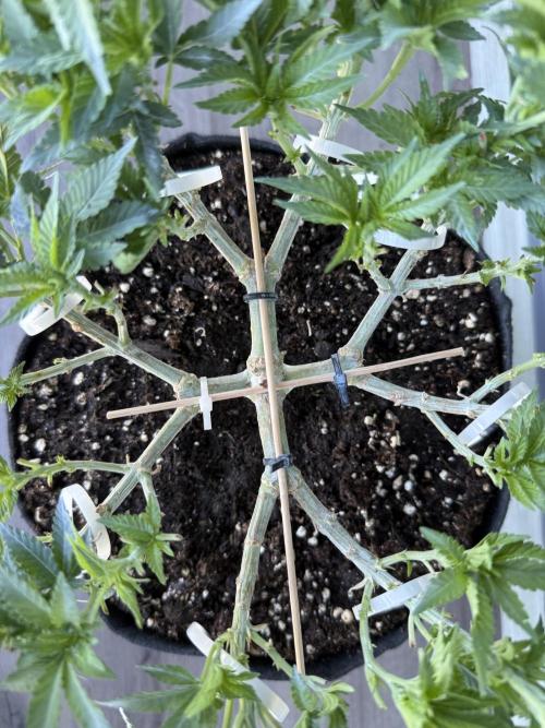 Time to experiment my theory on auto. Week 7