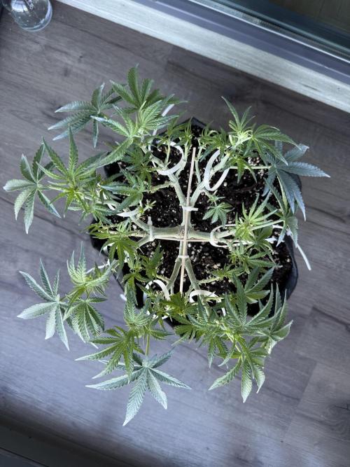 Northern lights auto Spirit Seeds. Week 7