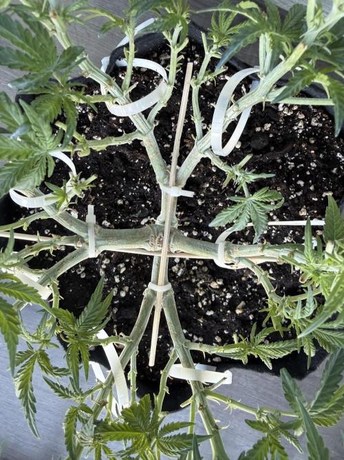 Northern lights auto Spirit Seeds. Week 7