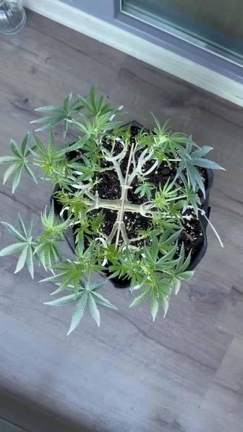 Northern lights auto Spirit Seeds