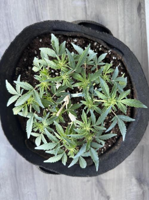 Runtz Auto. Week 5