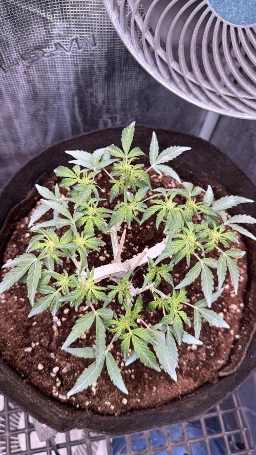 Runtz auto 2. Week 5