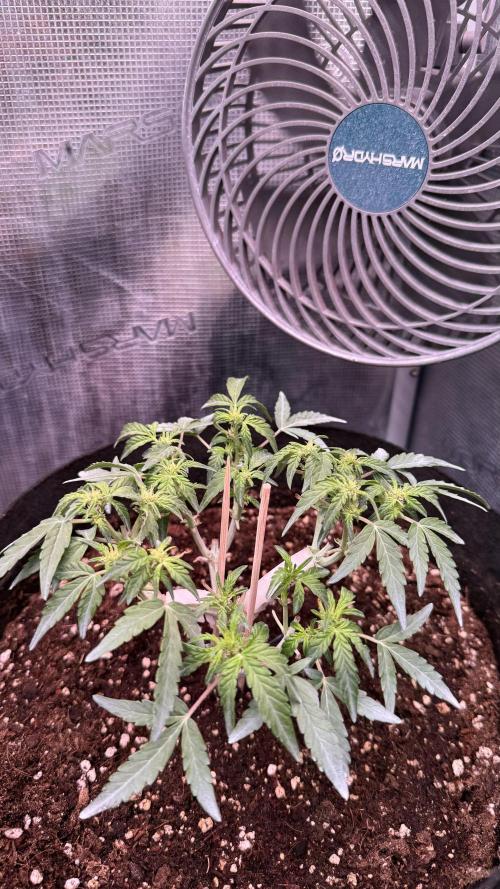 Runtz Auto. Week 5