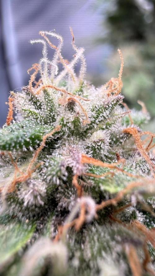 Primera fotopereodica GG4#. Week 15