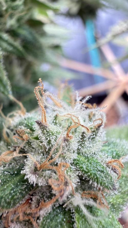 Primera fotopereodica GG4#. Week 15