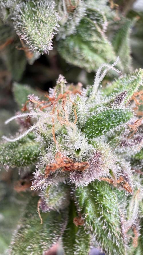 Primera fotopereodica GG4#. Week 15