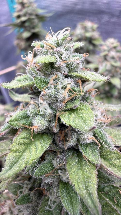 Primera fotopereodica GG4#. Week 15