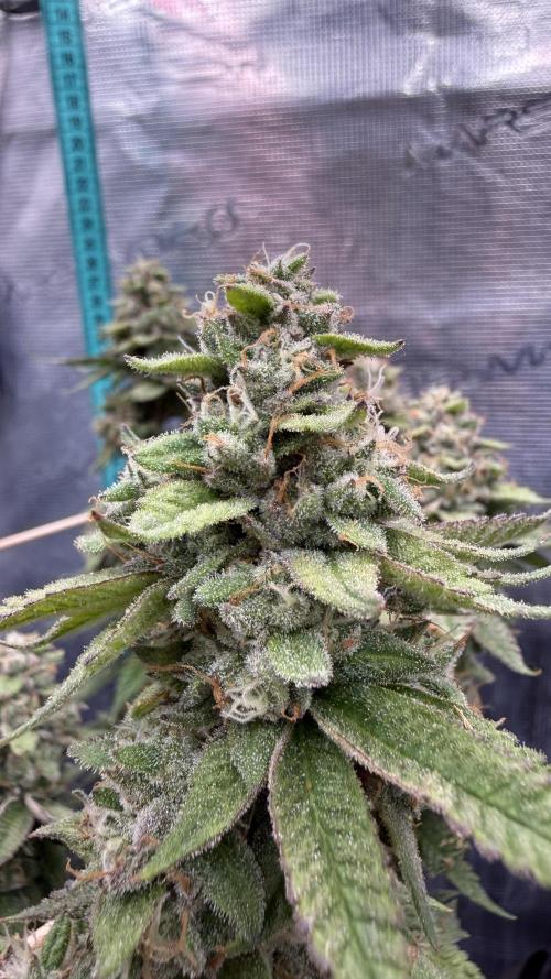 Primera fotopereodica GG4#. Week 15