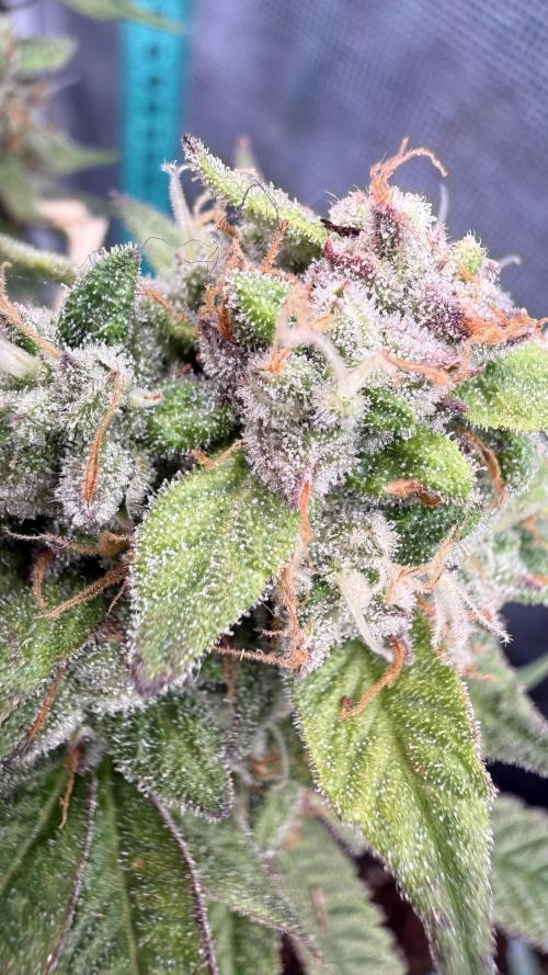 Primera fotopereodica GG4#. Week 15