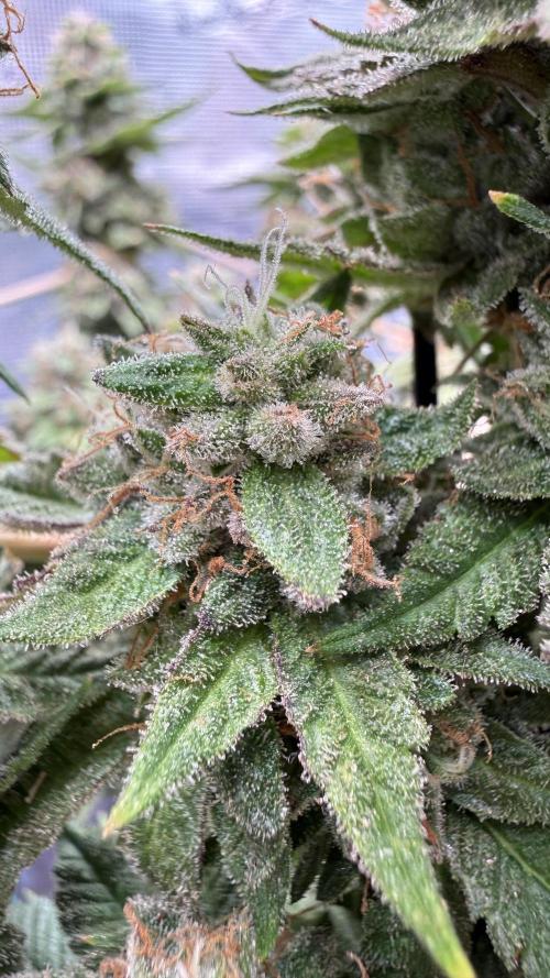 Primera fotopereodica GG4#. Week 15