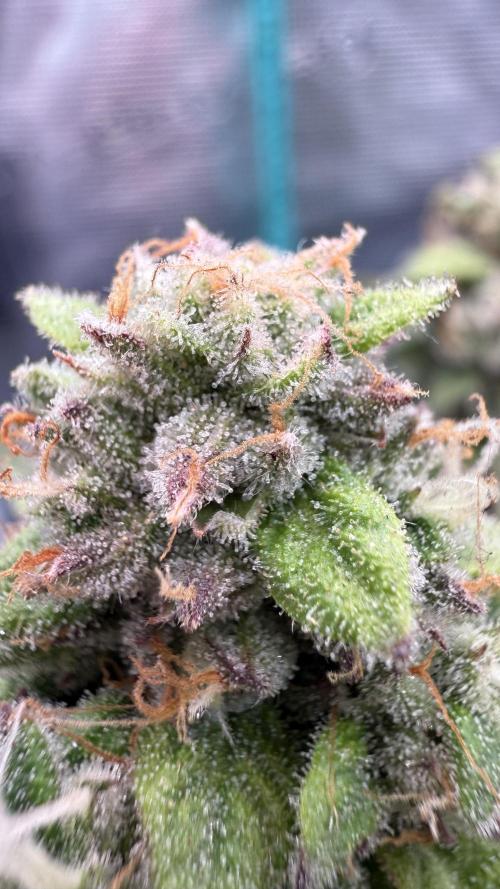 Primera fotopereodica GG4#. Week 15