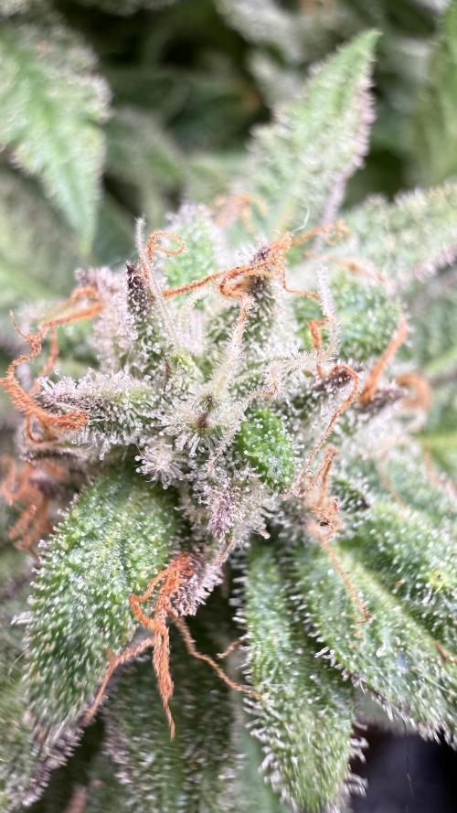 Primera fotopereodica GG4#. Week 15