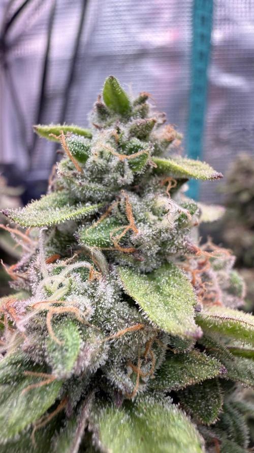 Primera fotopereodica GG4#. Week 15
