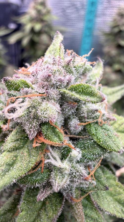 Primera fotopereodica GG4#. Week 15