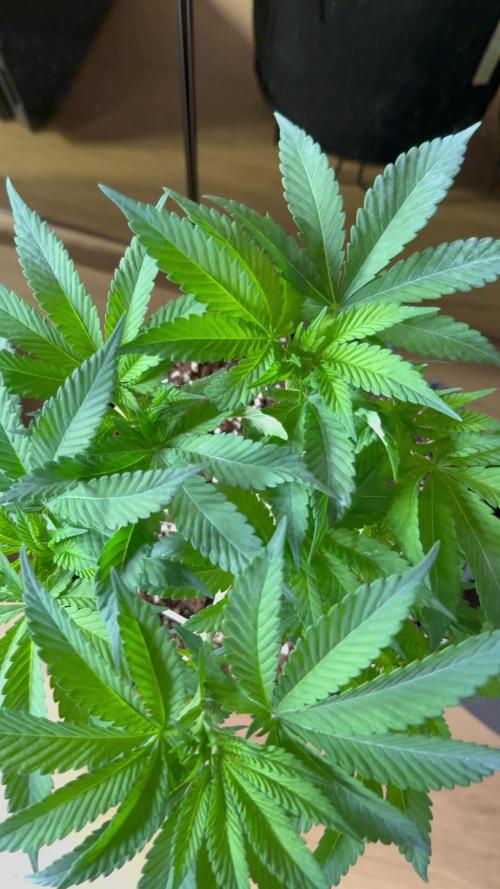 all eyes on weed