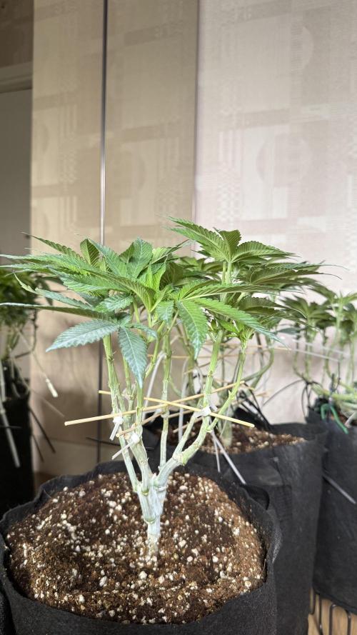 all eyes on weed. Week 7