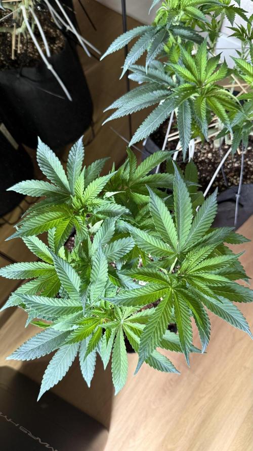 all eyes on weed. Week 7