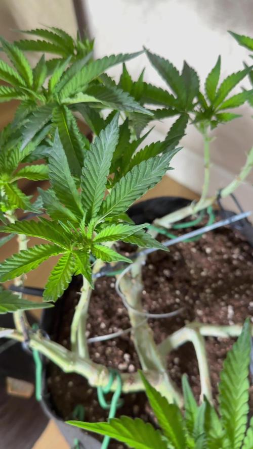 LCG 4U&4Me
