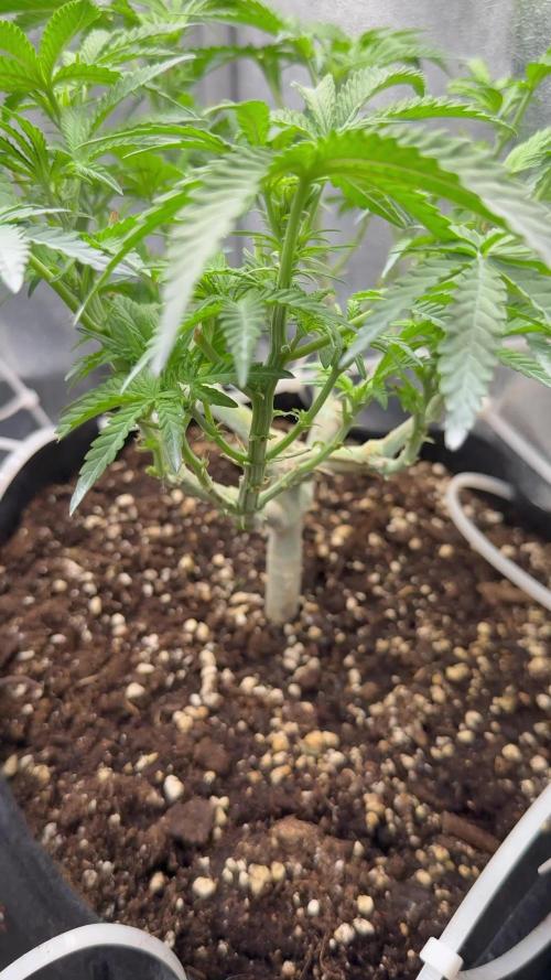 Northern lights auto Spirit Seeds