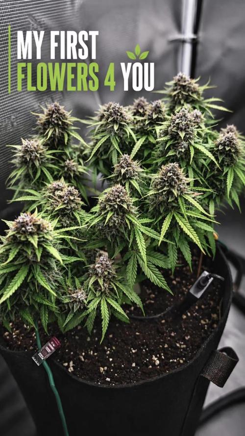 Hasse Grow Box