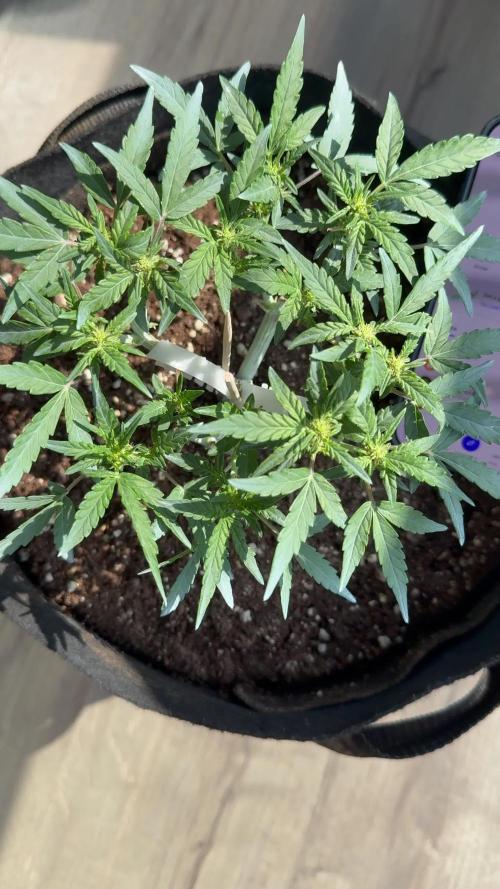 Hasse Grow Box