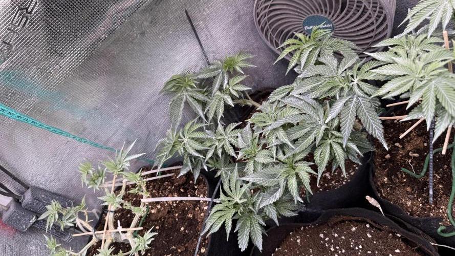LCG 4U&4Me. Week 9 - soon she will be so pretty